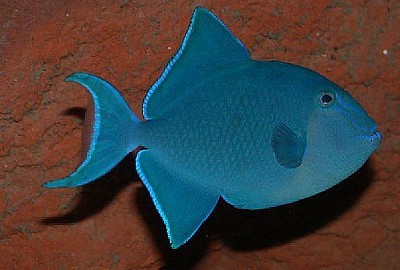 ODONUS NIGER